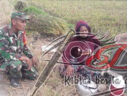 Dukung Ketahanan Pangan Babinsa Sambi Terus Semangati Petani