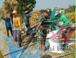 Kehadiran Babinsa Bantu Meningkatkan Hasil Panen Petani