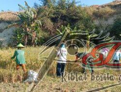 Babinsa Panen Padi Bersama Poktan Tani Mituhu