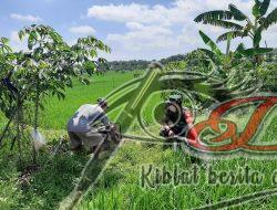 Babinsa Bantu Pengairan Sawah Guna Optimalkan Keberhasilan Panen Padi
