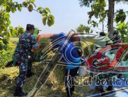 Koramil Karangmalang Kompak Panen Padi