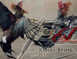 Merasa Kebal Hukum Judi Sabung Ayam Beroperasi di Dukutalit Juwana