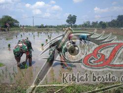 Percepat Masa Tanam Sriyatno Dampingi Petani Tanam Padi