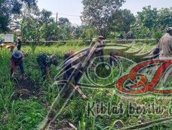 Babinsa Bantu Bersihkan Rumput, Dukung Petani Tebu Raih Hasil Optimal