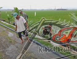 Gropyokan Kurangi Hama Tikus Sawah