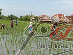 Babinsa Bantu Petani Lakukan Penyiangan Tanaman Padi