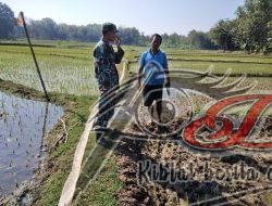 Babinsa Klego Ajak Petani Desa Karangmojo Untuk Percepat Masa Tanam