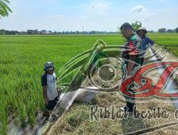 Babinsa Sawit Bersama Petani Galakkan Gropyokan Hama Tikus