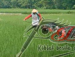 Antisipasi Hama Wereng, Babinsa Dampingi Petani Semprot Tanaman Padi