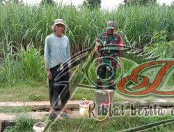 Upaya Babinsa Simo Bersama Petani Tanggulangi Hama