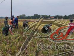 Inilah Upaya Babinsa Dalam Membantu Petani Panen Padi
