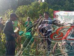 Kapolres Pasuruan Dukung Ketahanan Pangan, Apresiasi Panen Raya Jagung di Winongan