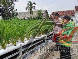 Polsek Wonorejo Genjot Ketahanan Pangan dengan Konsep Hidroponik dan Lele