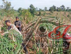 Panen Raya Jagung di Lahan Perhutani, Bhabinkamtibmas Jadi Motor Ketahanan Pangan di Banjarimbo