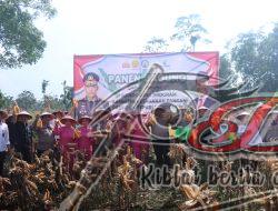 Program Ketahanan Pangan Berjalan Baik, Polres Pasuruan Panen Jagung di Purwodadi