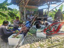 Dukung Ketahanan Pangan Nasional Polres Pelabuhan Tanjung Perak Gelar Panen Raya Jagung Manis ke-8