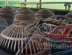 Polsek Sukomoro di Buat Tak Berkutik, Sarang Judi Sabung Ayam di Sukomoro yang Pernah di Grebek Kini Beraktifitas Kembali