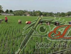 Babinsa Turun ke Sawah, Bantu Petani Bersihkan Rumput Liar demi Tingkatkan Hasil Panen