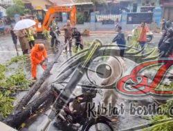 Pohon Tumbang Akibat Hujan Lebat, PAC Semampir Apresiasi Camat Yunus Gerak Cepat Tangani Pohon Tumbang di Jalan Pegirian