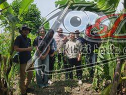 Inovasi Ketahanan Pangan, Polsek Kenjeran Libatkan Mahasiswa dan Petani Lokal