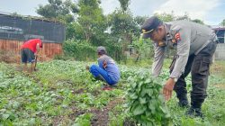Dukung Ketahanan Pangan, Polres Pelabuhan Tanjung Perak Panen Tanaman holtikultura di Tambak Wedi