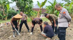 Polres Tanjung Perak Bersama PPL Intensifkan Pengecekan pH Tanah Lahan Jagung Kenjeran.