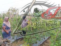 Bhabinkamtibmas Desa Pungging Tinjau Tanaman Cabe Kecil, Dukung Ketahanan Pangan Nasional