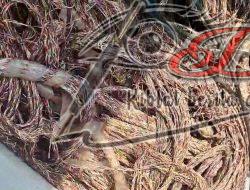 29 Pelaku Sindikat Pencurian Kabel PT Telkom Dibekuk Polda Lampung, Modus Menyamar Sebagai Petugas Proyek