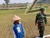 Babinsa Potronayan Semangati Petani Hadapi Musim Kemarau, Optimistis Panen MT III Berlimpah dan Harga Gabah Menguntungkan
