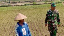 Babinsa Potronayan Semangati Petani Hadapi Musim Kemarau, Optimistis Panen MT III Berlimpah dan Harga Gabah Menguntungkan