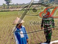 Babinsa Potronayan Semangati Petani Hadapi Musim Kemarau, Optimistis Panen MT III Berlimpah dan Harga Gabah Menguntungkan