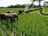 Babinsa Jurangjero Ikut Turun ke Sawah, Petani: TNI Selalu Ada di Tengah Kami