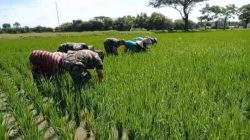 Babinsa Jurangjero Ikut Turun ke Sawah, Petani: TNI Selalu Ada di Tengah Kami
