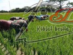 Babinsa Jurangjero Ikut Turun ke Sawah, Petani: TNI Selalu Ada di Tengah Kami