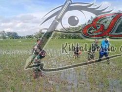 Babinsa Gesi IKut Turun Sawah, Pemupukan Jadi Kunci Kejar Panen Melimpah