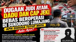 Dugaan Judi Ayam, Dadu, dan Cap Jeki Bebas Beroperasi di Sukodono Lumajang, APH Disorot: Ada Apa?